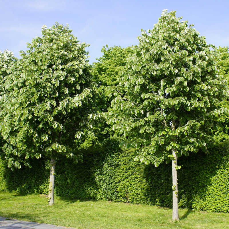 Tilia tomentosa   Ihlamur